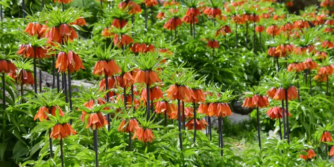 Gruppe orange blühender Kaiserkronen in einem Gartenbeet