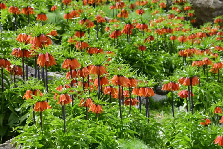 Gruppe orange blühender Kaiserkronen in einem Gartenbeet