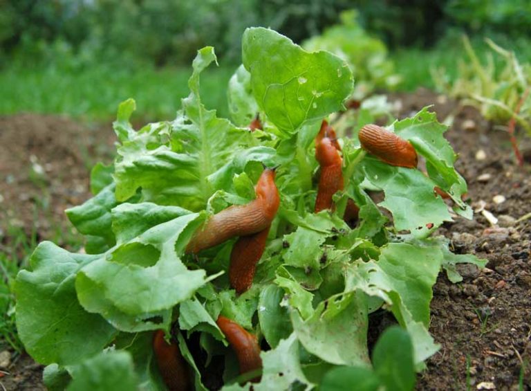 nacktschnecken