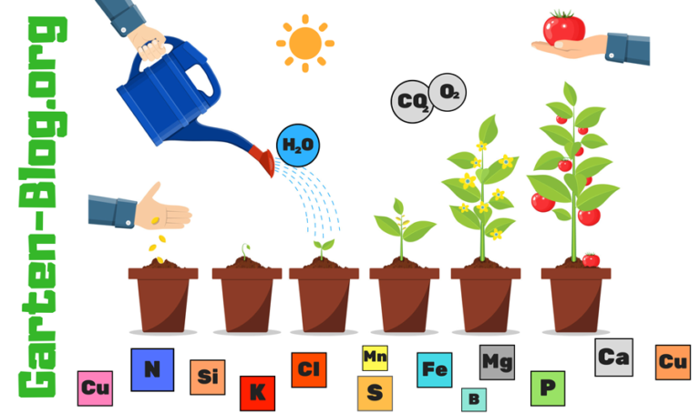 Nährstoffe für Pflanzen: Was brauchen Pflanzen zum Leben? - Garten Blog