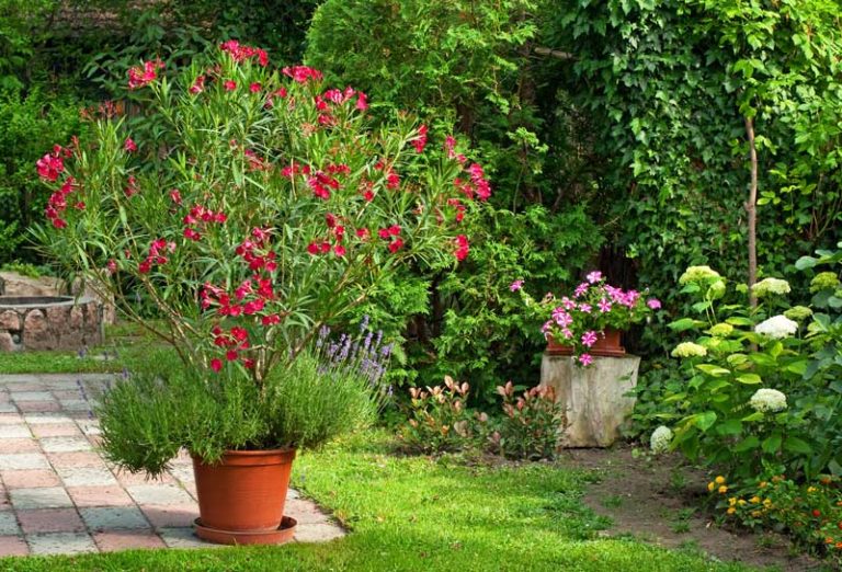 oleander-rot