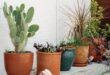 Pflanzkübel für draußen: Welche Materialien eignen sich für Garten und Terrasse?