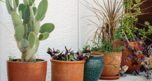 Pflanzkübel für draußen: Welche Materialien eignen sich für Garten und Terrasse?
