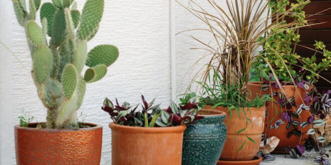 Pflanzkübel für draußen: Welche Materialien eignen sich für Garten und Terrasse?
