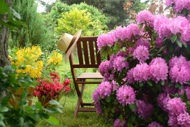 rhododendron