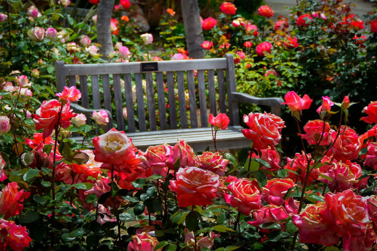 53+ Rosen Im Garten Ideen, Ob rosenbögen, beetstecker, rankhilfen