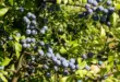 Zahlreiche blau bereifte Schlehenfrüchte hängen an dornigen Zweigen eines Schwarzdorns