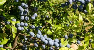 Zahlreiche blau bereifte Schlehenfrüchte hängen an dornigen Zweigen eines Schwarzdorns