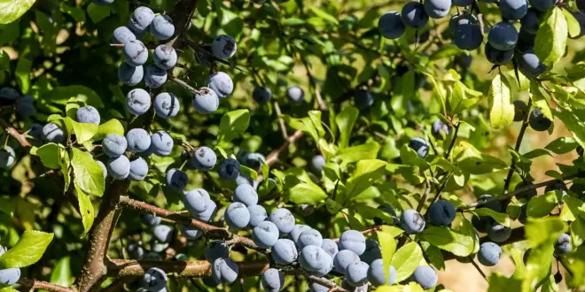Zahlreiche blau bereifte Schlehenfrüchte hängen an dornigen Zweigen eines Schwarzdorns