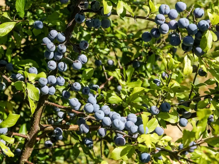 Zahlreiche blau bereifte Schlehenfrüchte hängen an dornigen Zweigen eines Schwarzdorns