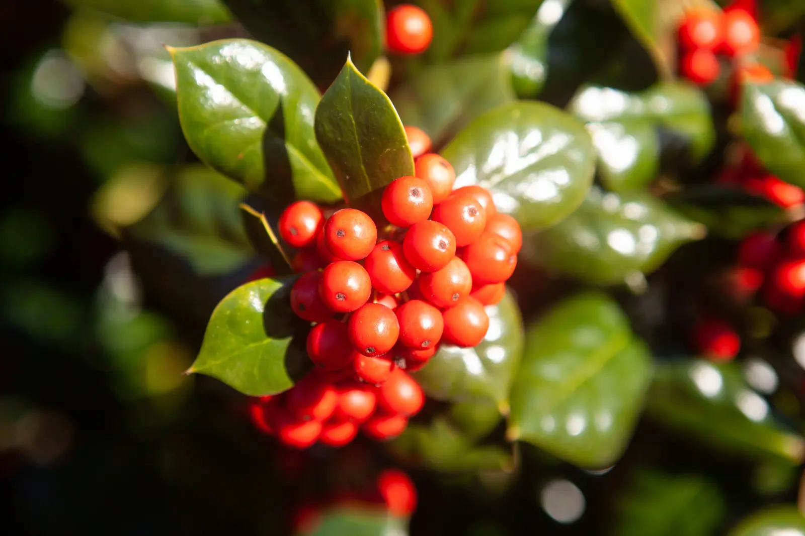 Nahaufnahme roter Beeren an einer Skimmia japonica