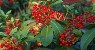 Immergrüne Skimmie mit zahlreichen leuchtend roten Beeren
