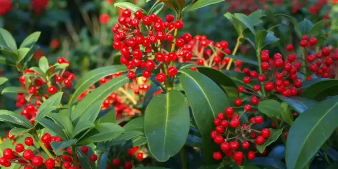 Immergrüne Skimmie mit zahlreichen leuchtend roten Beeren