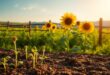 sonnenblumen säen