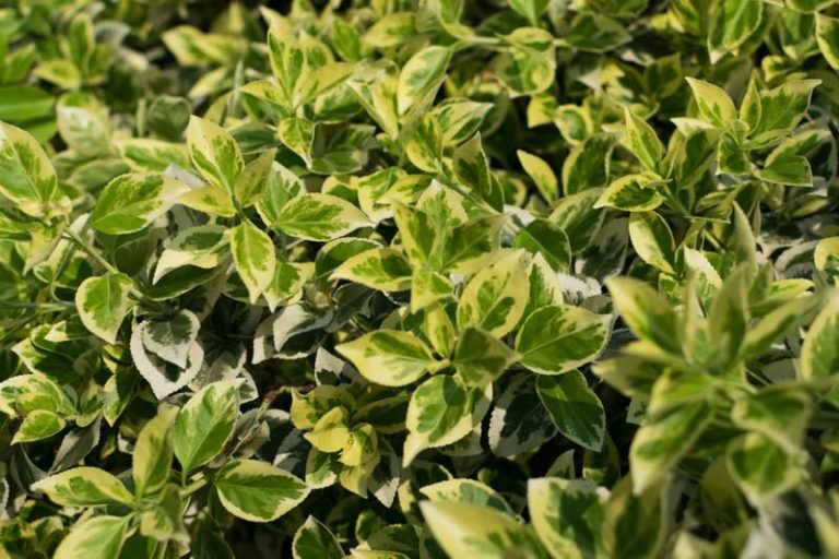 spindelstrauch-euonymus-blaetter-1