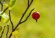 Einzelne reife rote Stachelbeere an einem sonnigen Zweig mit gelappten Blättern