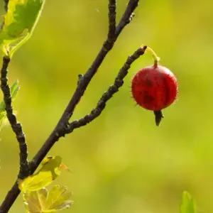 Einzelne reife rote Stachelbeere an einem sonnigen Zweig mit gelappten Blättern