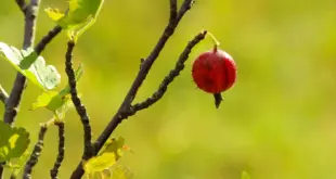 Einzelne reife rote Stachelbeere an einem sonnigen Zweig mit gelappten Blättern
