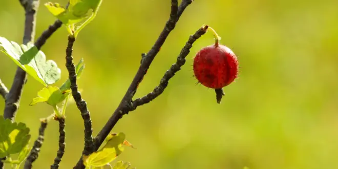 Einzelne reife rote Stachelbeere an einem sonnigen Zweig mit gelappten Blättern