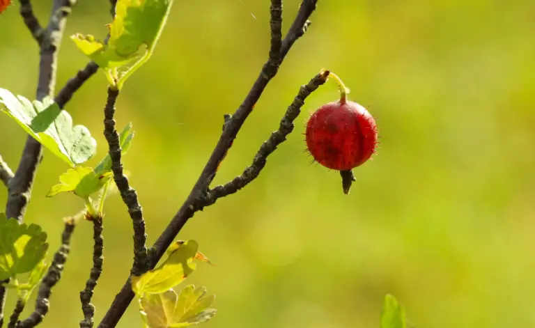 Einzelne reife rote Stachelbeere an einem sonnigen Zweig mit gelappten Blättern