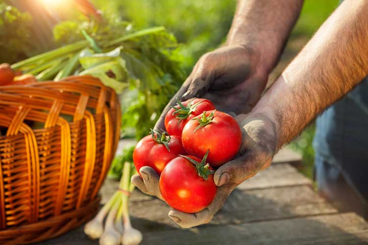 tomaten