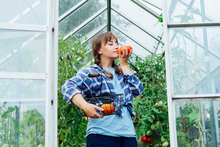Tomaten im Gewächshaus bestäuben so gehen Sie vor Garten Blog