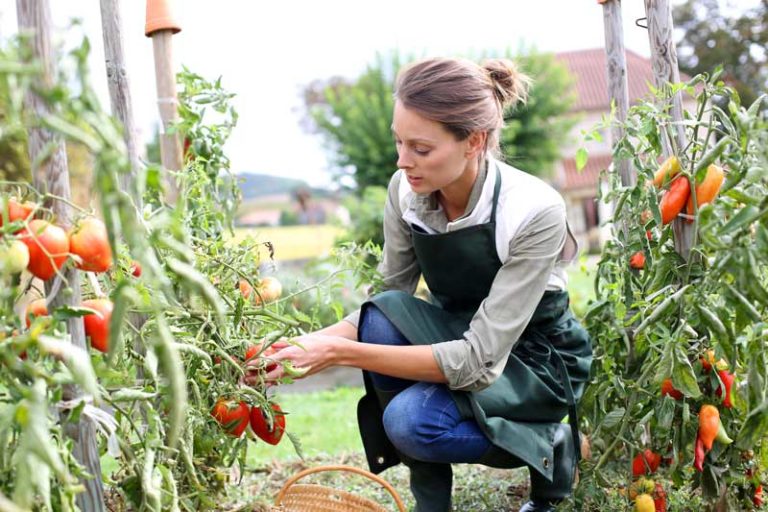 tomaten-ernten