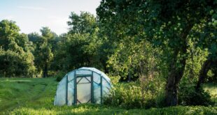 Tomatengewächshaus: Tomaten vor Regen und schlechtem Wetter schützen