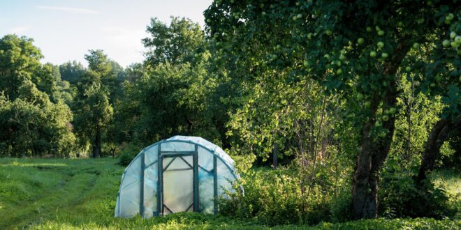 Tomatengewächshaus: Tomaten vor Regen und schlechtem Wetter schützen