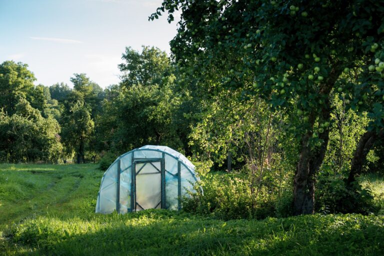 Tomatengewächshaus: Tomaten vor Regen und schlechtem Wetter schützen