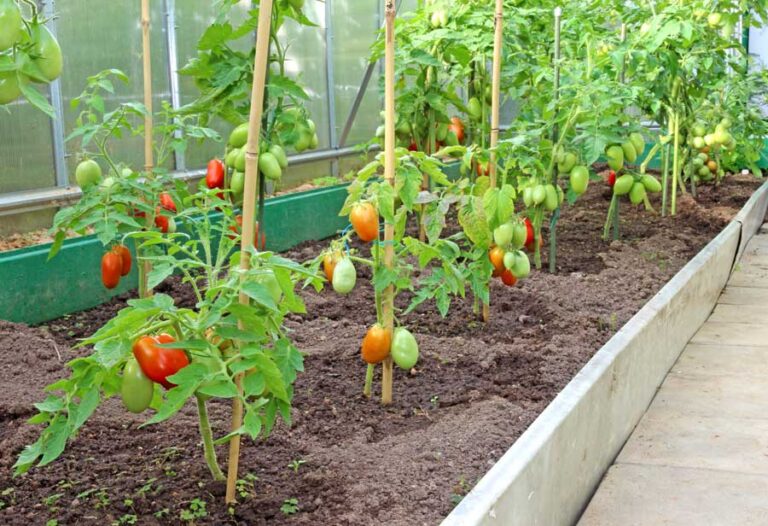 tomatenhaus