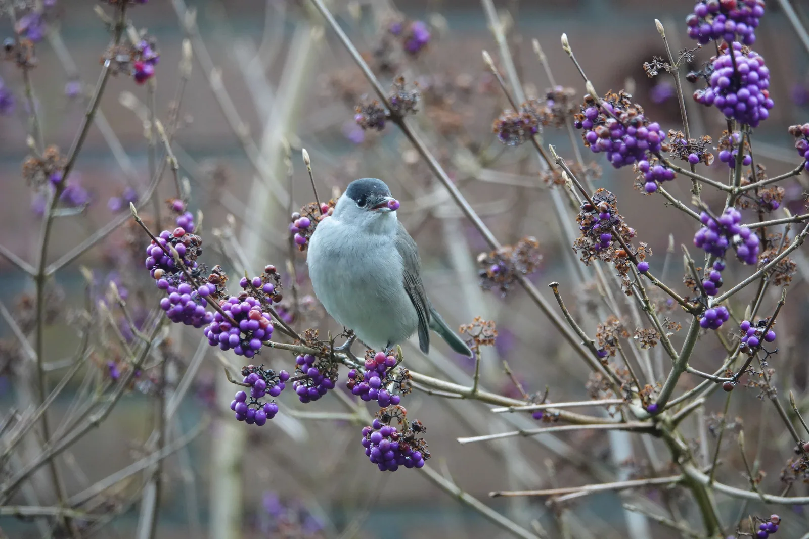 Grauer Vogel mit dunkler Kopfkappe zwischen violetten Früchten eines Liebesperlenstrauchs