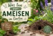 was-tun-gegen-ameisen-im-garten