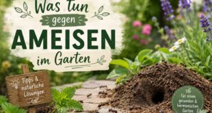 was-tun-gegen-ameisen-im-garten