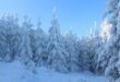 Winterharte Pflanzen: Die besten Arten für einen frostresistenten Garten