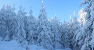 Winterharte Pflanzen: Die besten Arten für einen frostresistenten Garten