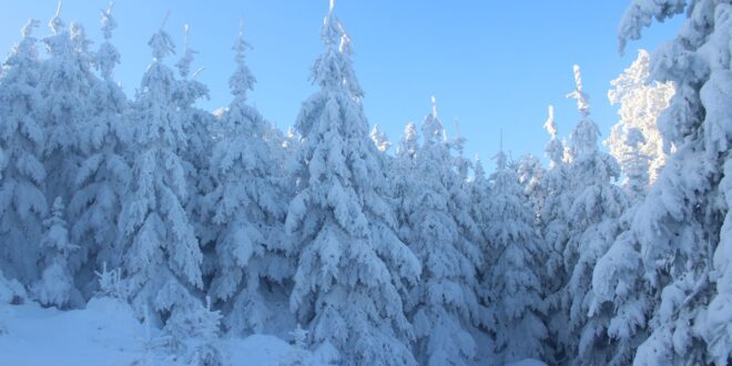 Winterharte Pflanzen: Die besten Arten für einen frostresistenten Garten