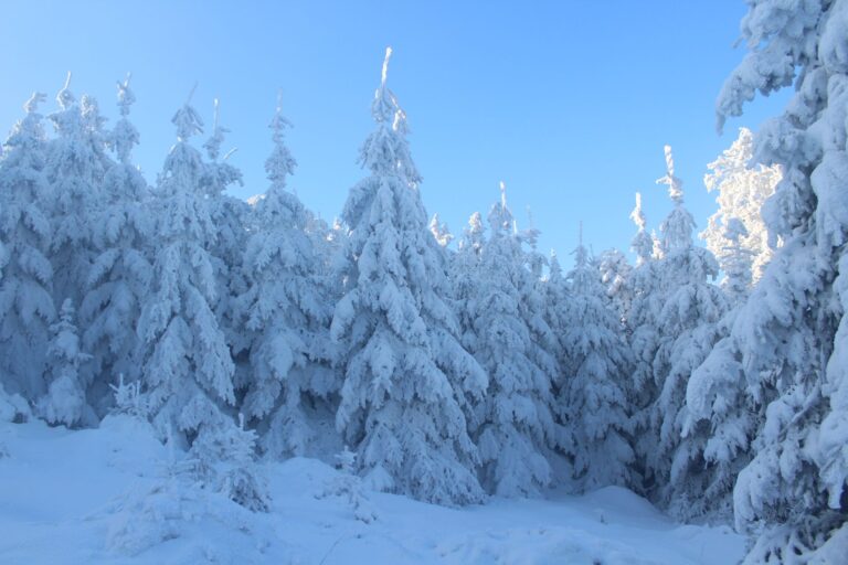 Winterharte Pflanzen: Die besten Arten für einen frostresistenten Garten