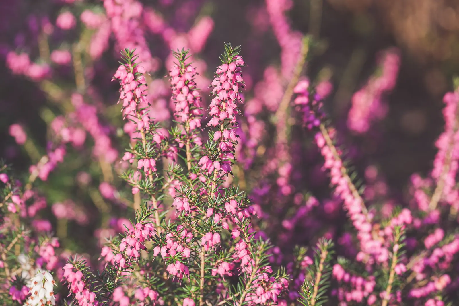 Mehrere rosafarbene Winterheiden blühen dicht in einem sonnigen Gartenbeet