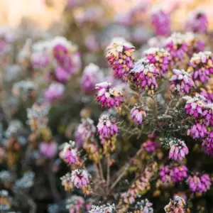 Rosafarbene Blüten einer Winterheide sind an einem kalten Morgen mit Reif bedeckt