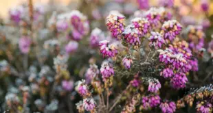 Rosafarbene Blüten einer Winterheide sind an einem kalten Morgen mit Reif bedeckt
