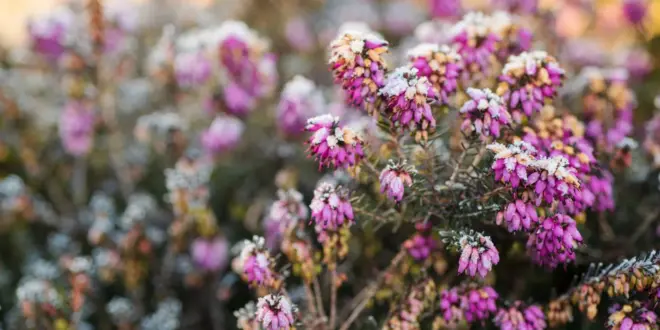 Rosafarbene Blüten einer Winterheide sind an einem kalten Morgen mit Reif bedeckt