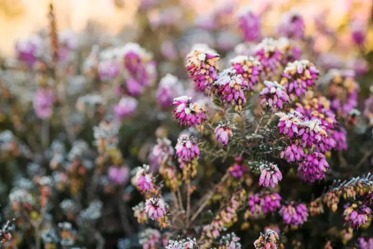 Rosafarbene Blüten einer Winterheide sind an einem kalten Morgen mit Reif bedeckt