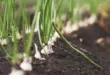 Zwiebelpflanzen wachsen in lockerem dunklem Gartenboden