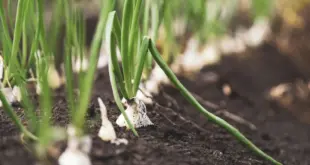 Zwiebelpflanzen wachsen in lockerem dunklem Gartenboden