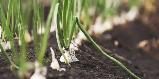 Zwiebelpflanzen wachsen in lockerem dunklem Gartenboden