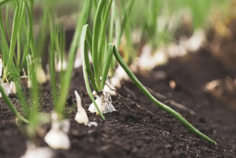 Zwiebelpflanzen wachsen in lockerem dunklem Gartenboden