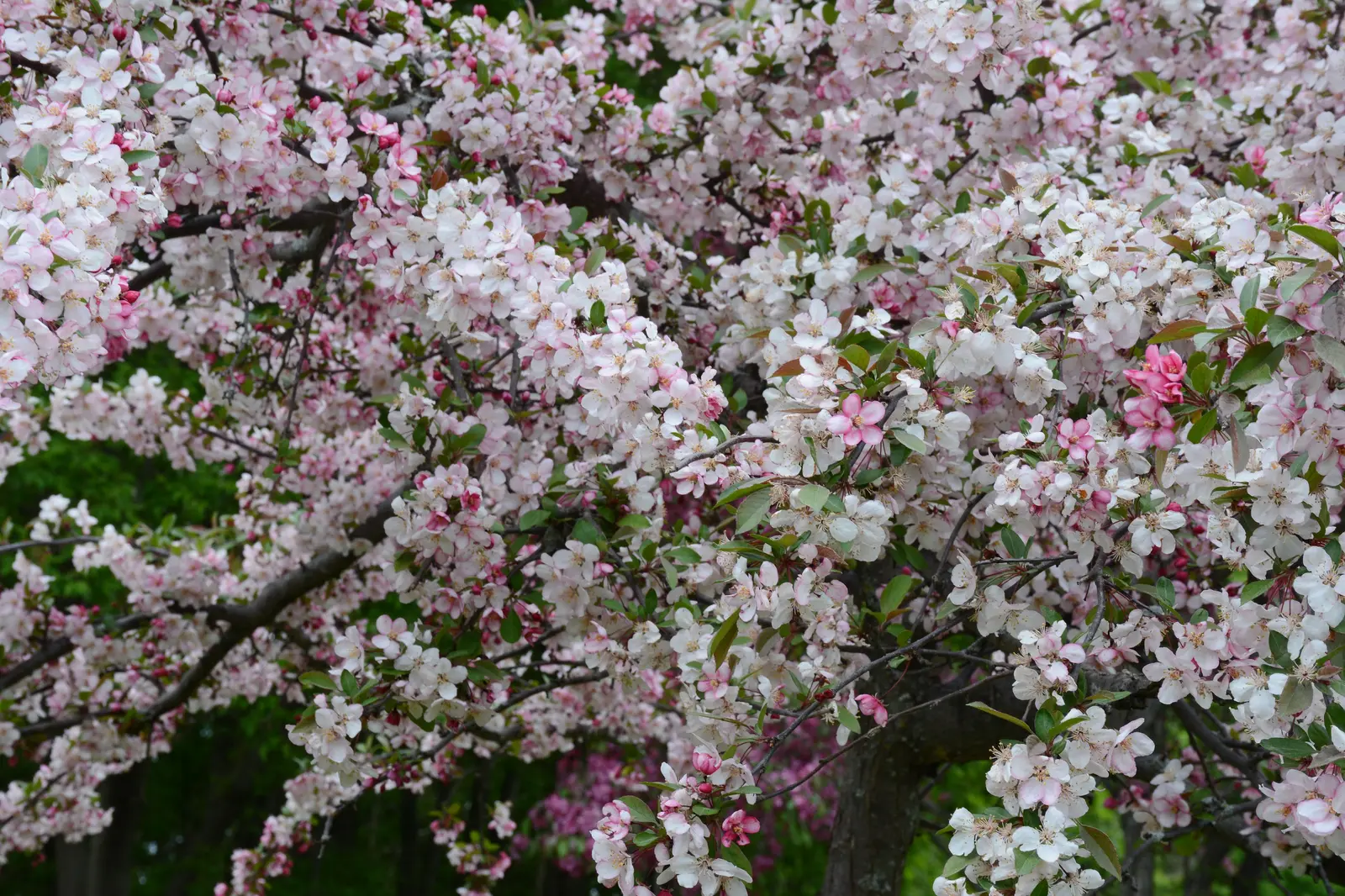 Dichte weiße und rosafarbene Blüten an den Zweigen eines Zierapfelbaums