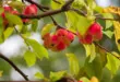 Kleine rote Zieräpfel hängen zwischen grünen Blättern an einem Zweig