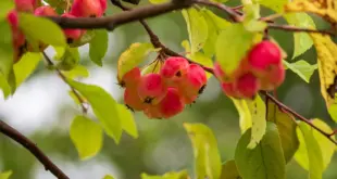 Kleine rote Zieräpfel hängen zwischen grünen Blättern an einem Zweig